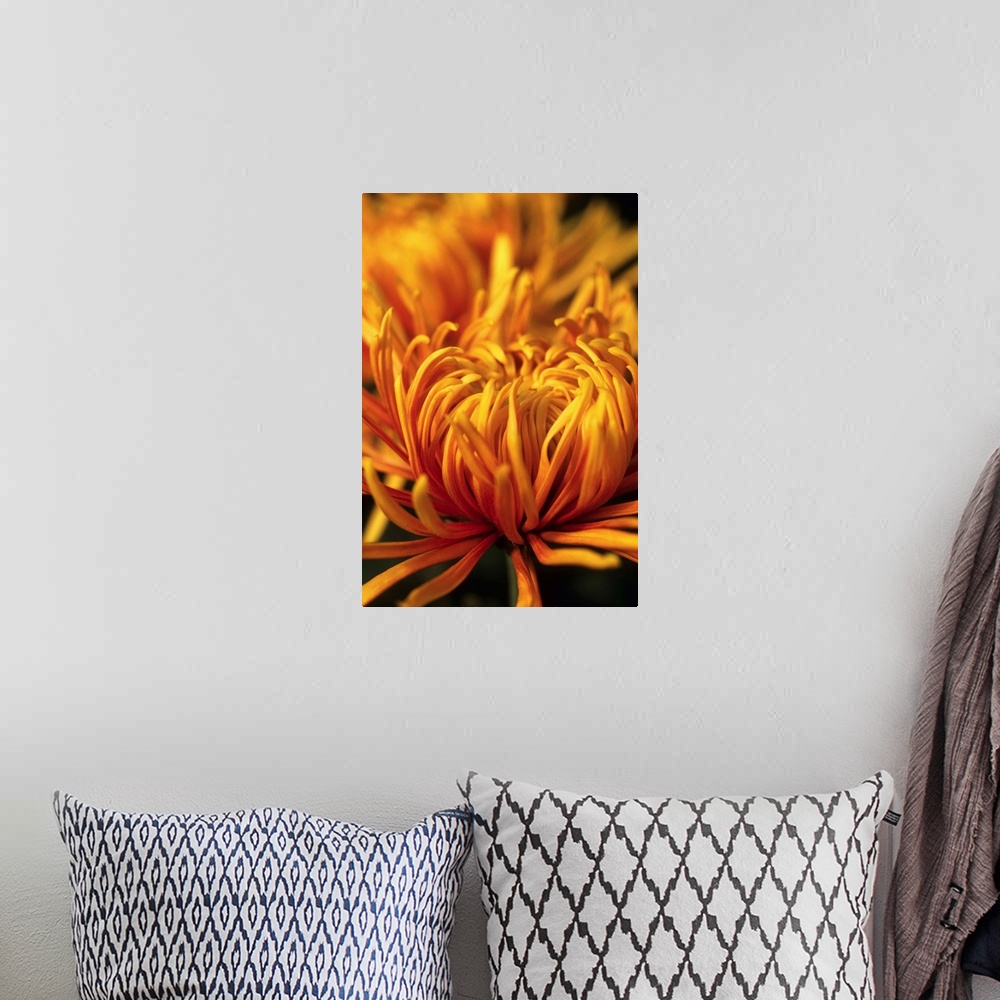 A bohemian room featuring Dilane Spider Chrysanthemum