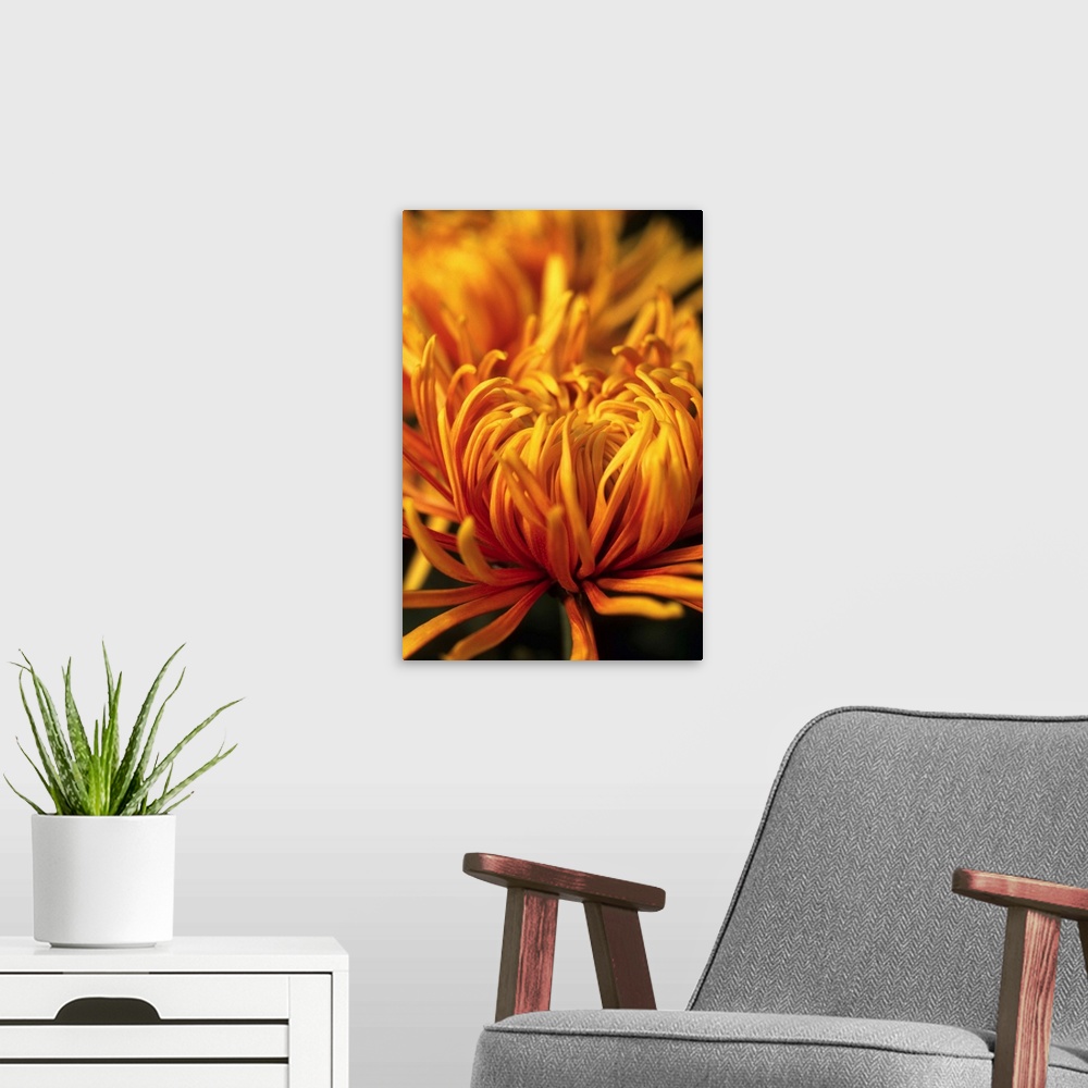 A modern room featuring Dilane Spider Chrysanthemum