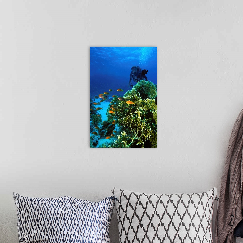 A bohemian room featuring Egypt, Red Sea, Scuba diving