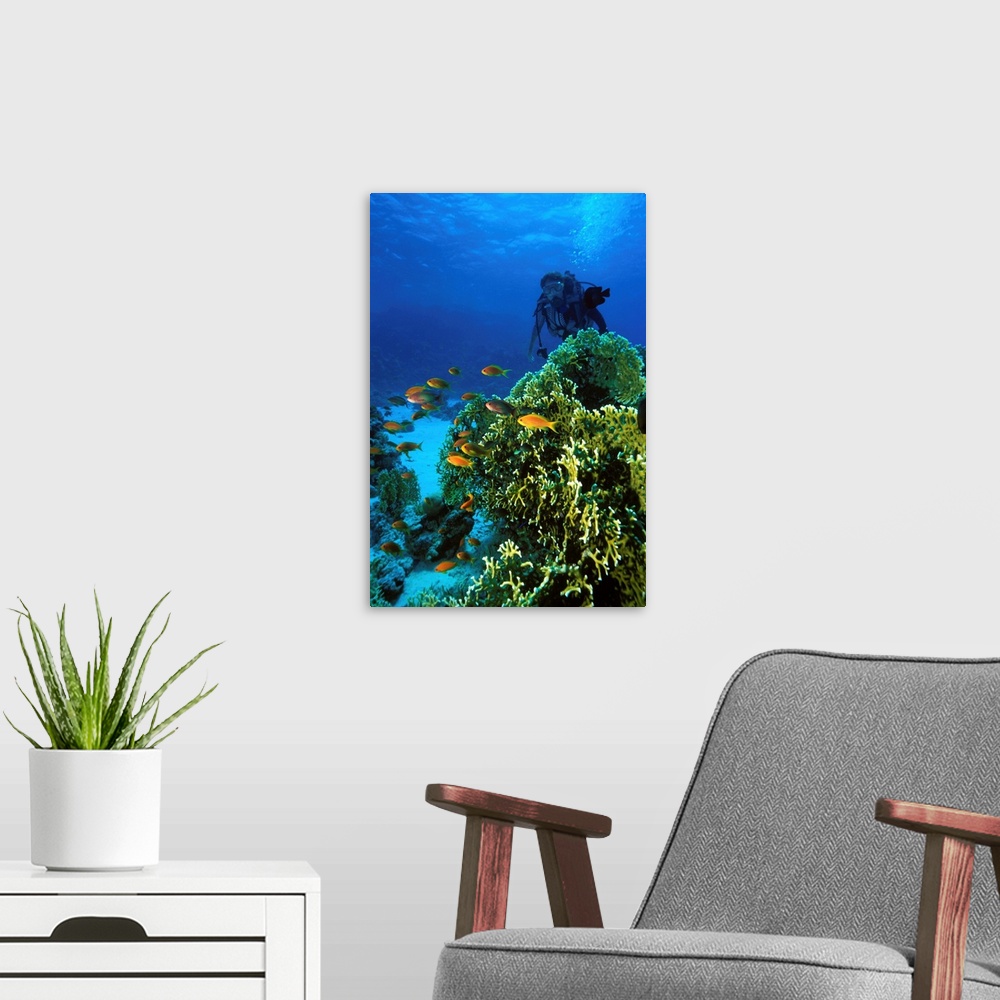 A modern room featuring Egypt, Red Sea, Scuba diving