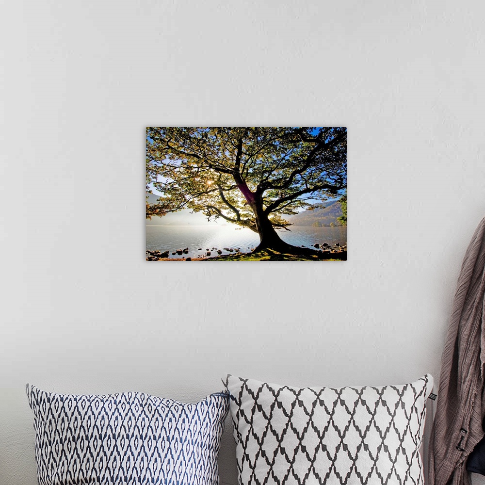 A bohemian room featuring England, Cumbria, Great Britain, Lake District, Oak tree