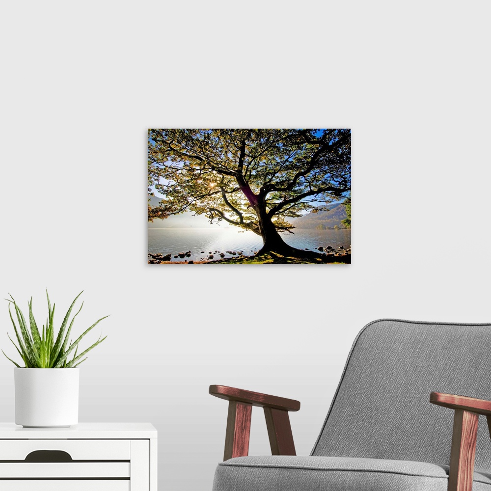 A modern room featuring England, Cumbria, Great Britain, Lake District, Oak tree