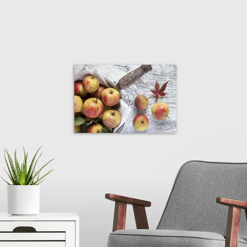 A modern room featuring UK, England, Great Britain, Devon, Autumn apples.