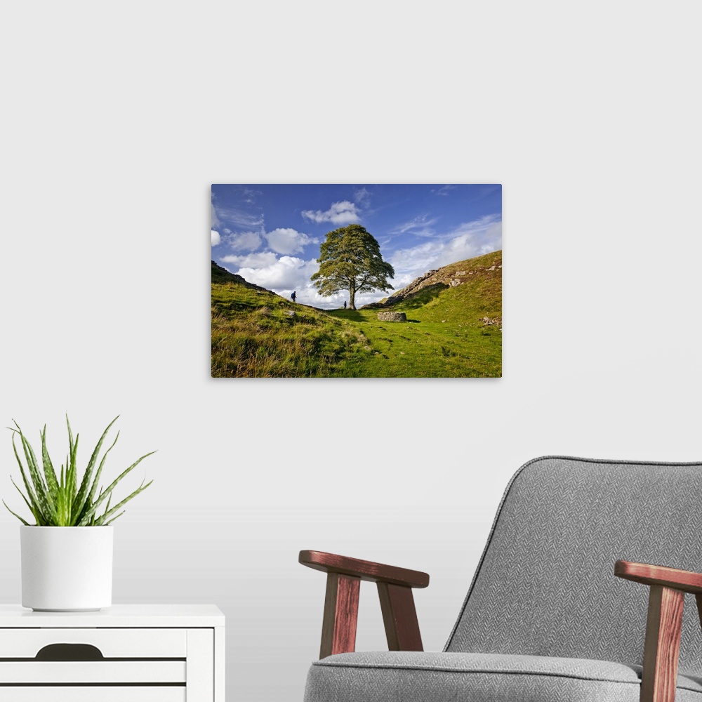 A modern room featuring England, Great Britain, Northumberland, Hadrian's Wall, Sycamore Gap