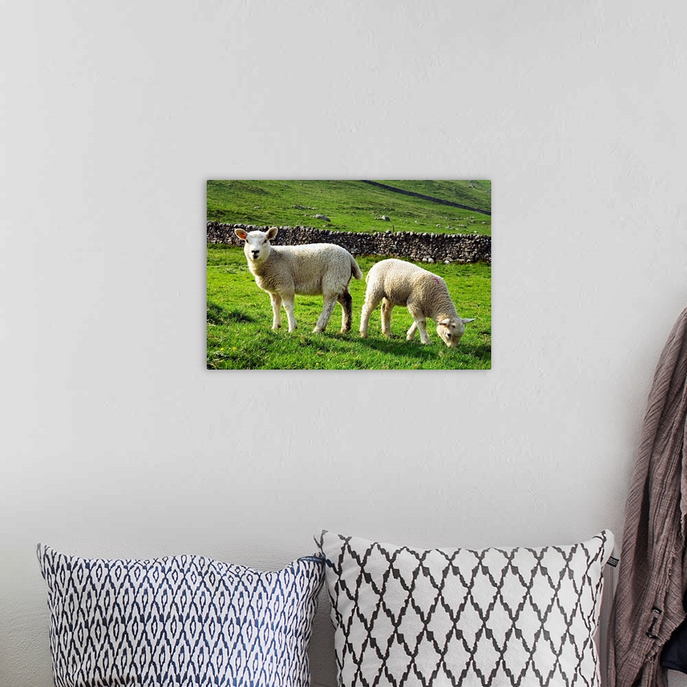A bohemian room featuring United Kingdom, UK, England, Yorkshire, Yorkshire Dales National Park, lambs