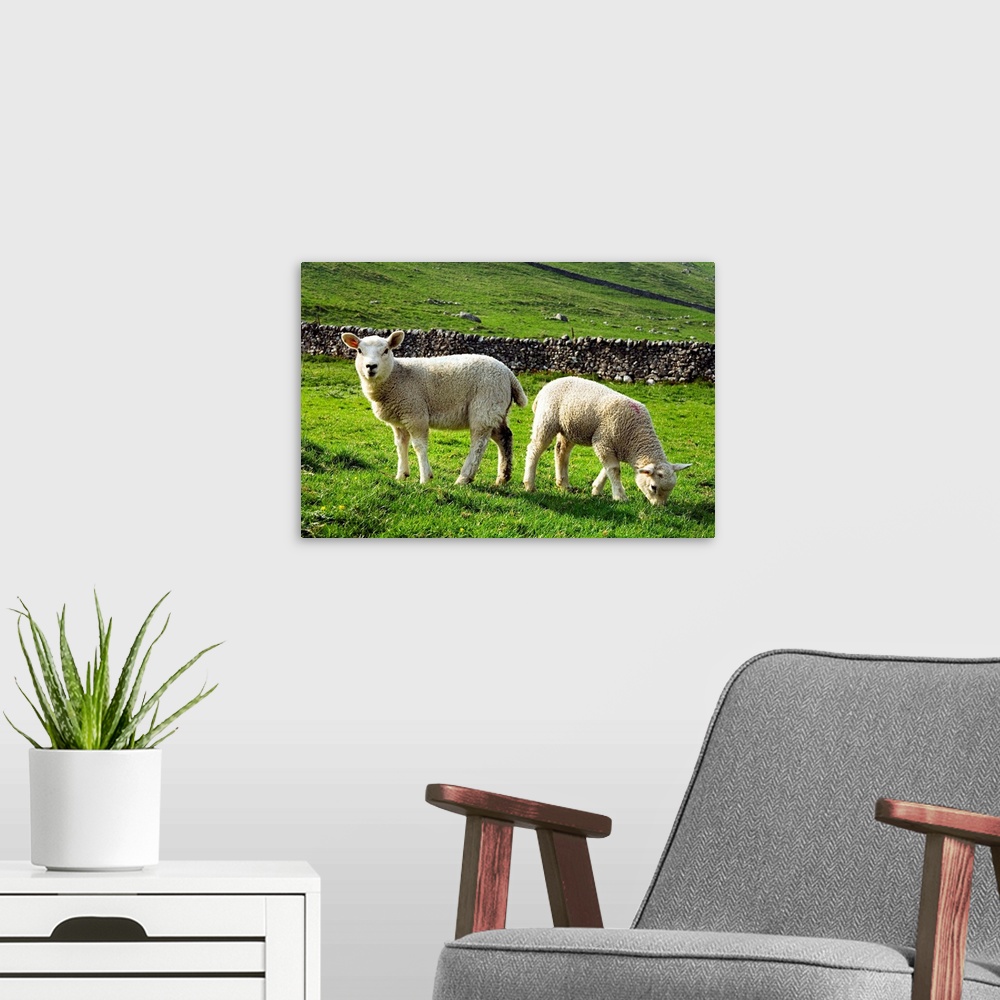 A modern room featuring United Kingdom, UK, England, Yorkshire, Yorkshire Dales National Park, lambs