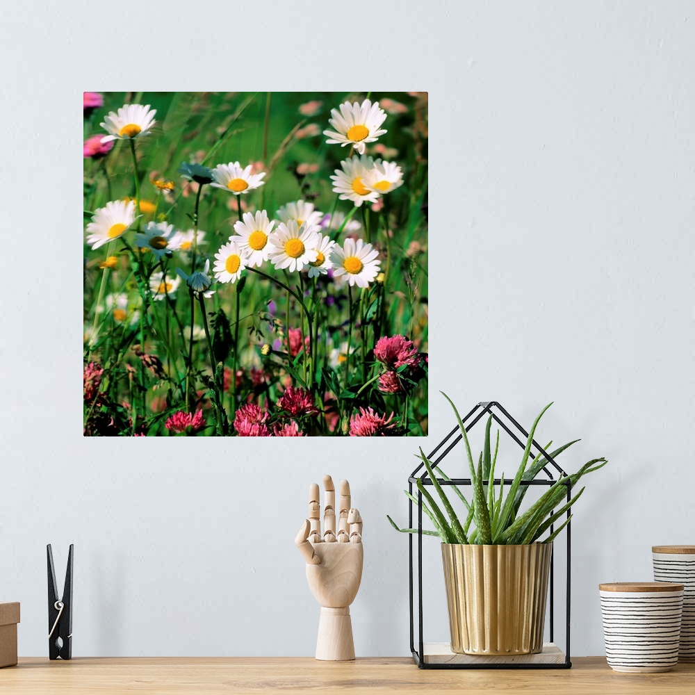 A bohemian room featuring Field of daisies