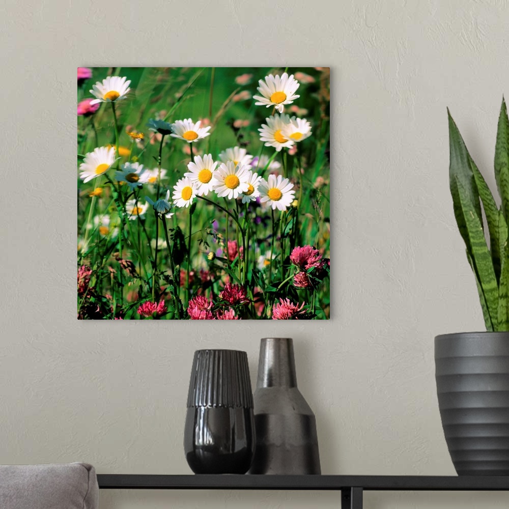 A modern room featuring Field of daisies