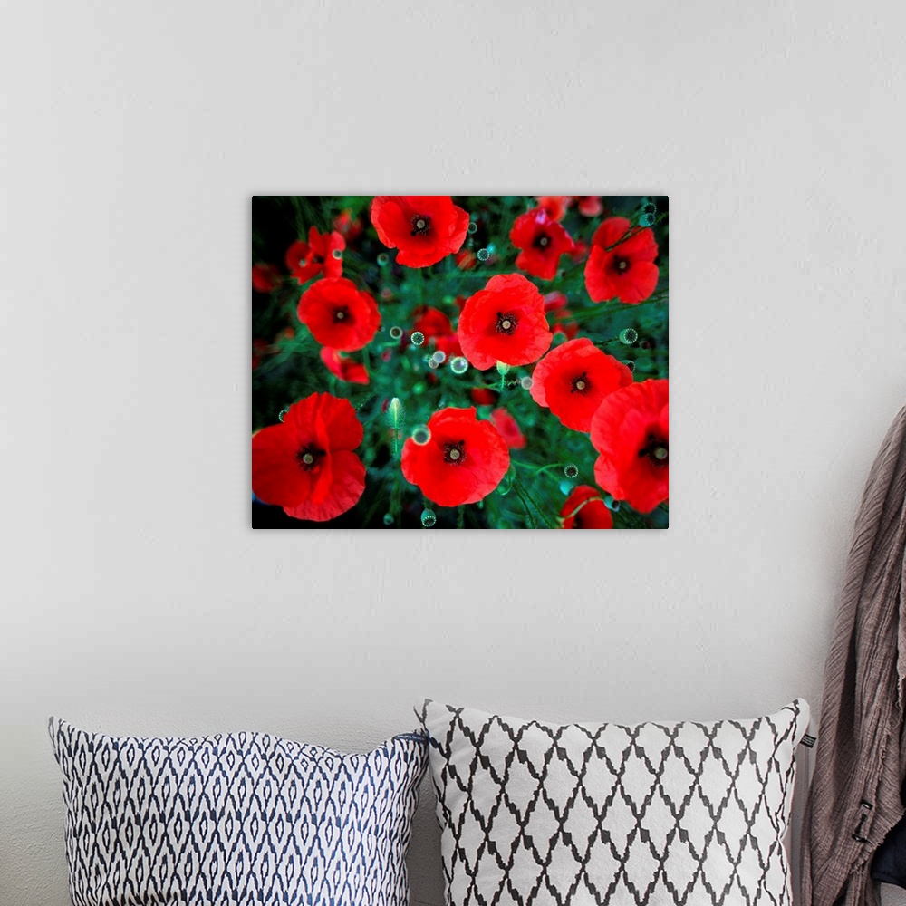 A bohemian room featuring Field of red poppies