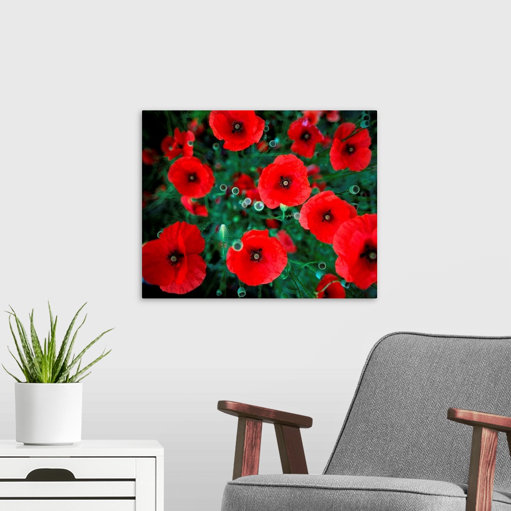 A modern room featuring Field of red poppies