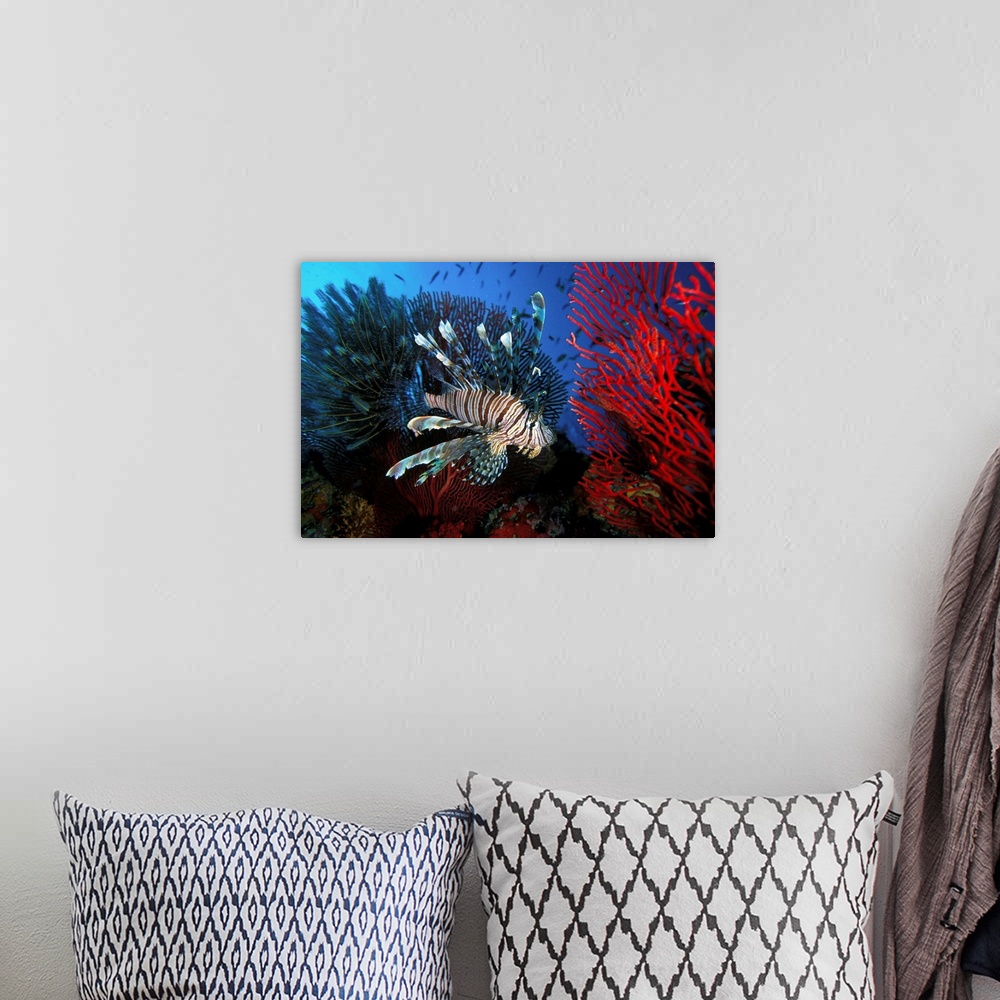 A bohemian room featuring Fiji, Lionfish swimming between Gorgonia, Coral and Crinoide