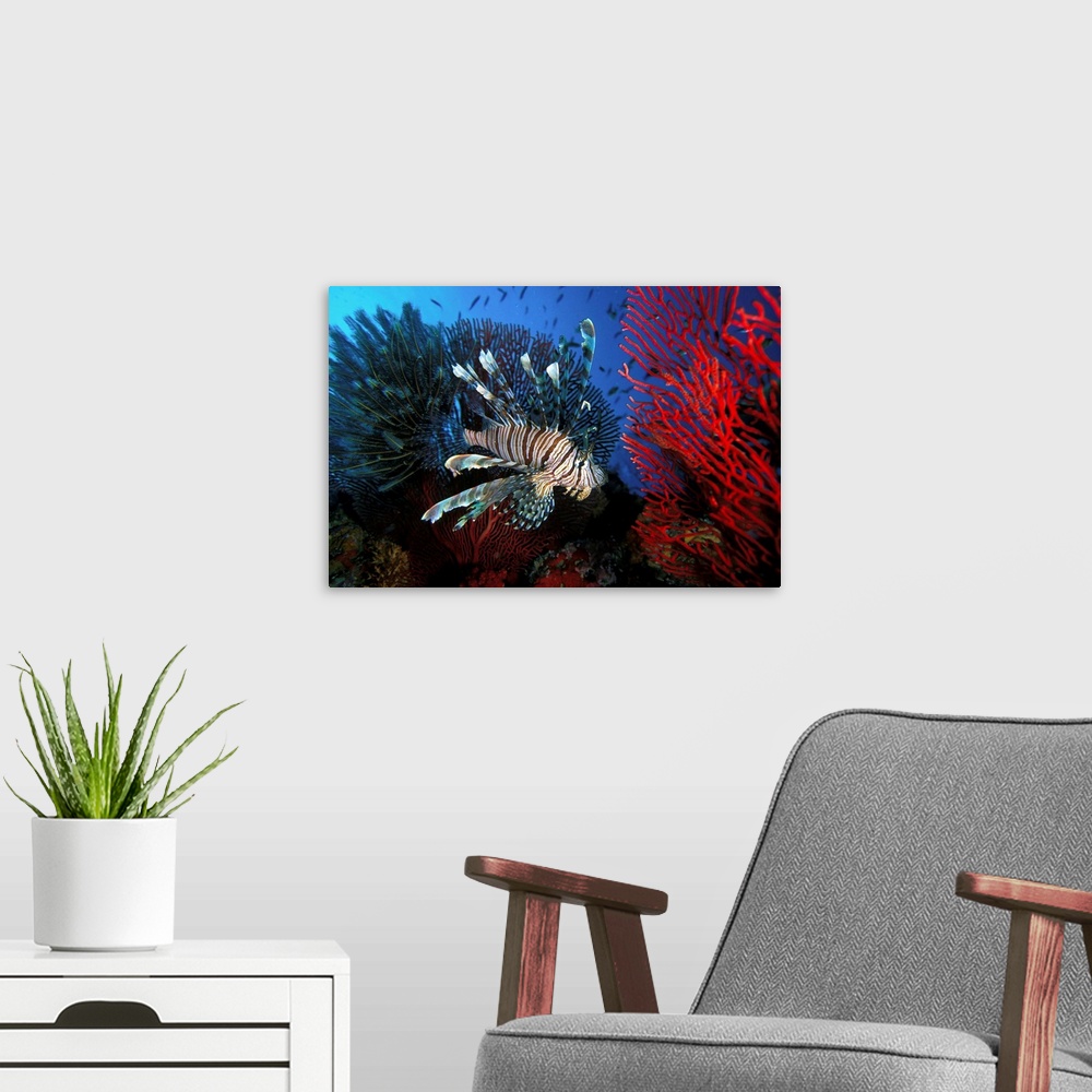 A modern room featuring Fiji, Lionfish swimming between Gorgonia, Coral and Crinoide