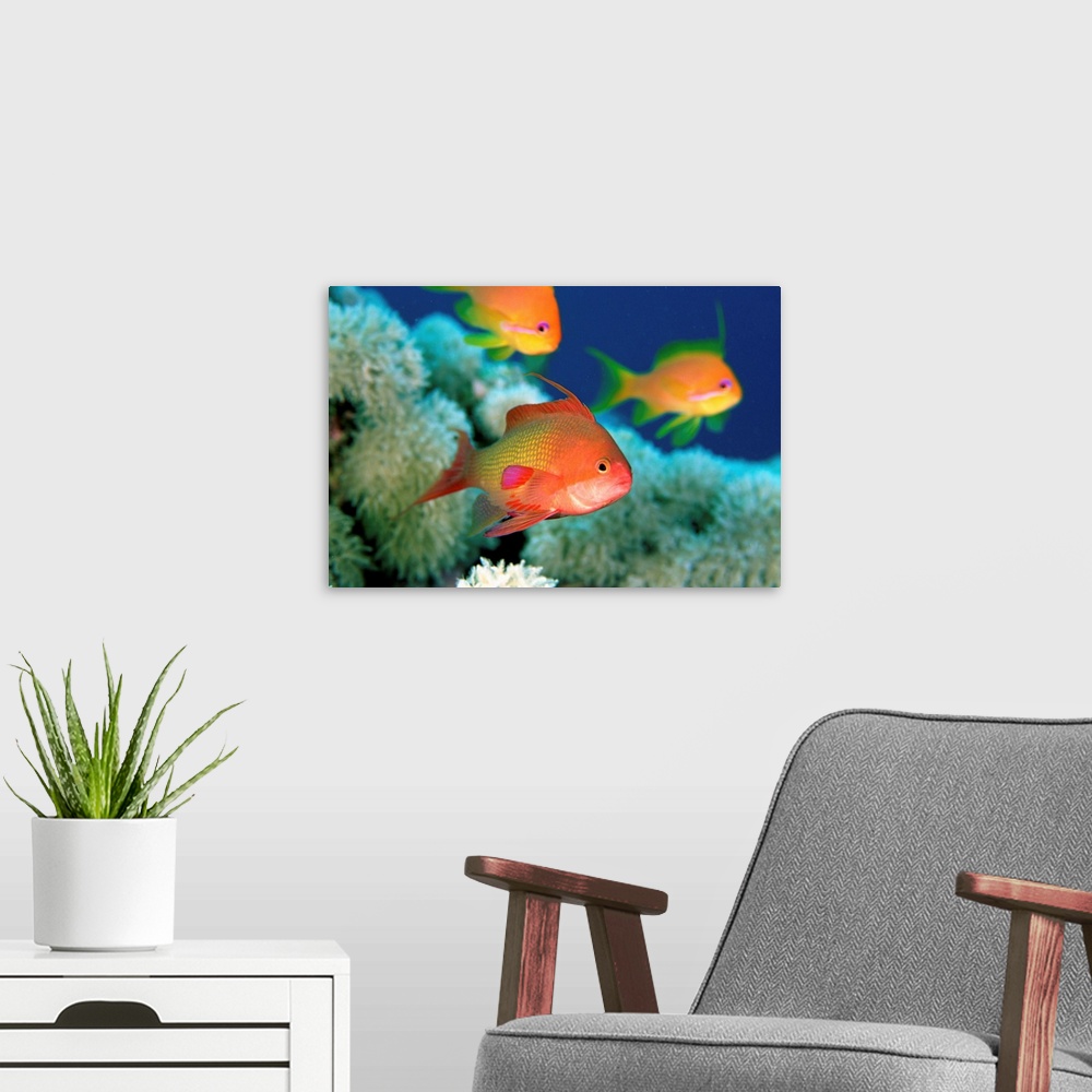 A modern room featuring Fish, Safaga, macro of tropical Anthias fishes