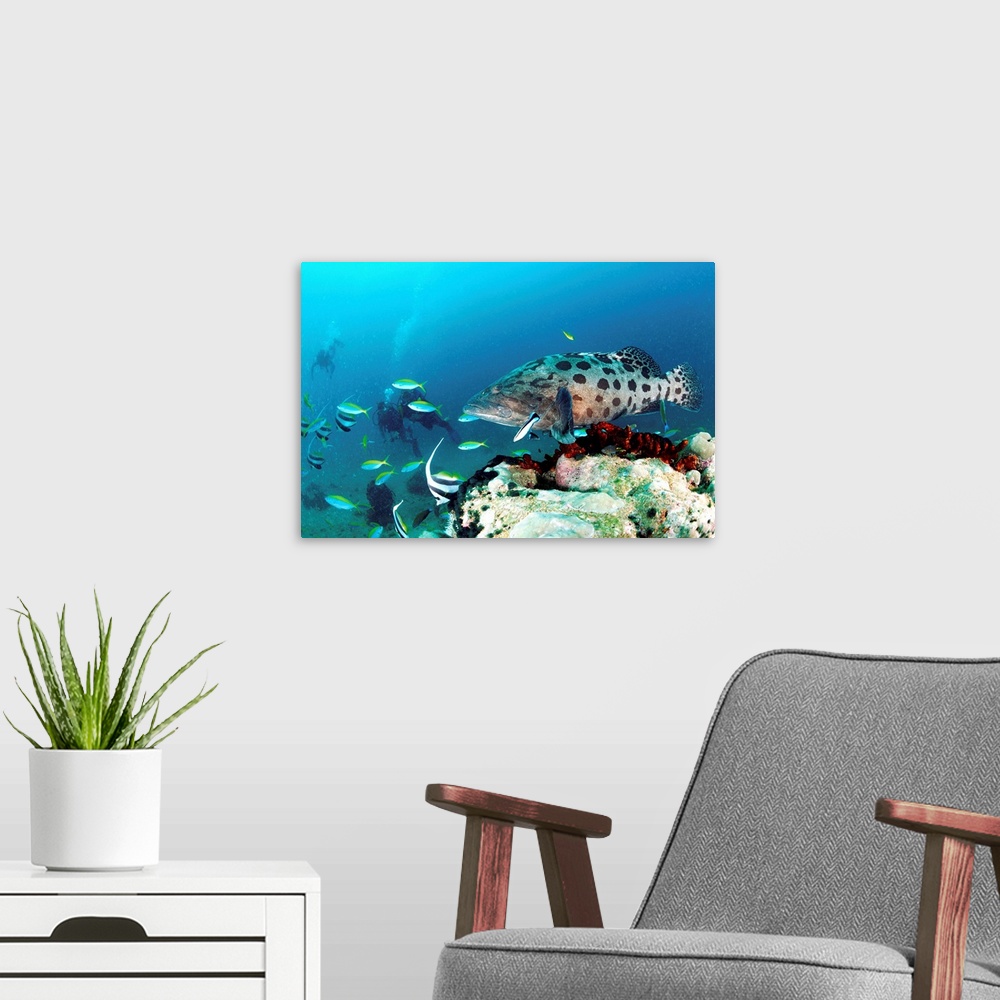 A modern room featuring Fish, Watamu, Malindi marine natural park, tropical fish