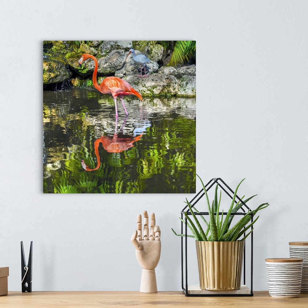 A bohemian room featuring Florida, Davie, Flamingo Gardens (west of Fort Lauderdale), flamingoes.