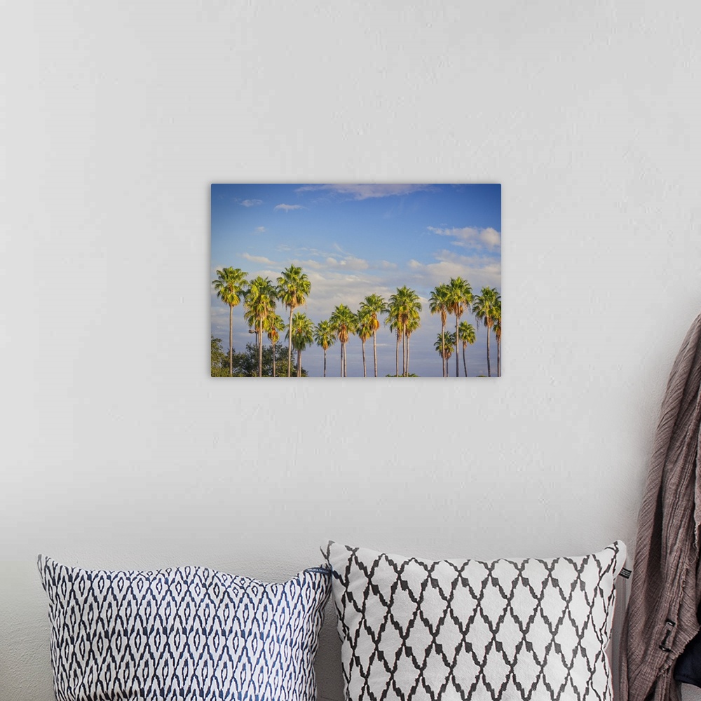 A bohemian room featuring Florida, South Florida, Miami, Palm trees