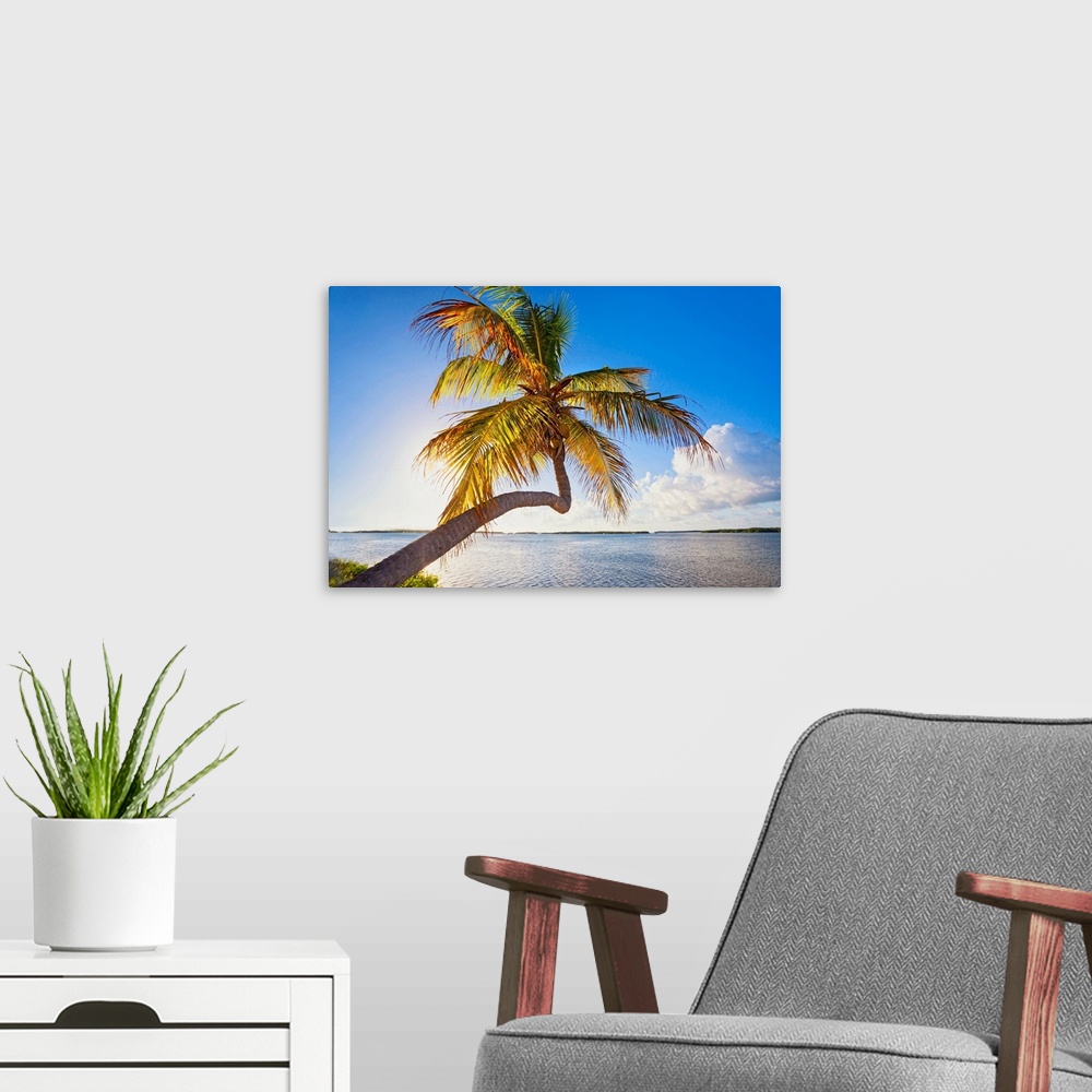 A modern room featuring Florida, South Florida, The Keys, Islamorada, leaning palm tree.