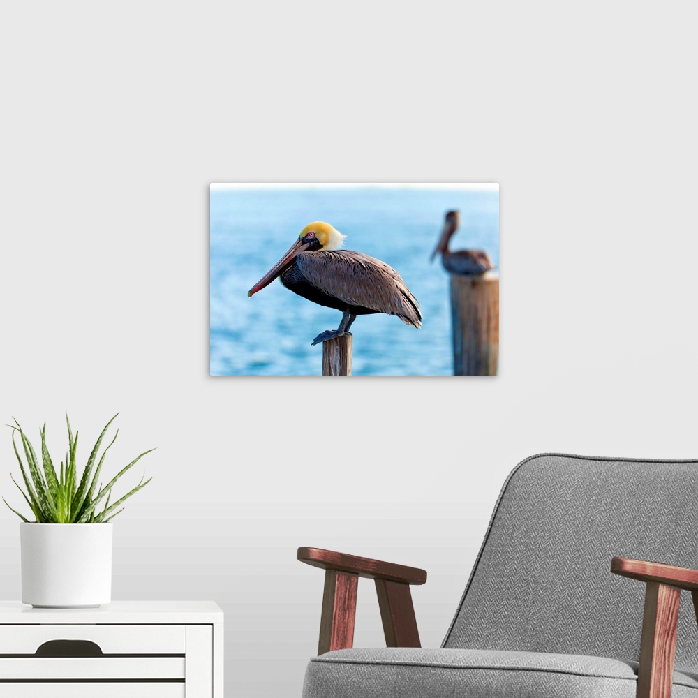A modern room featuring Florida, St. Petersburg, pelican
