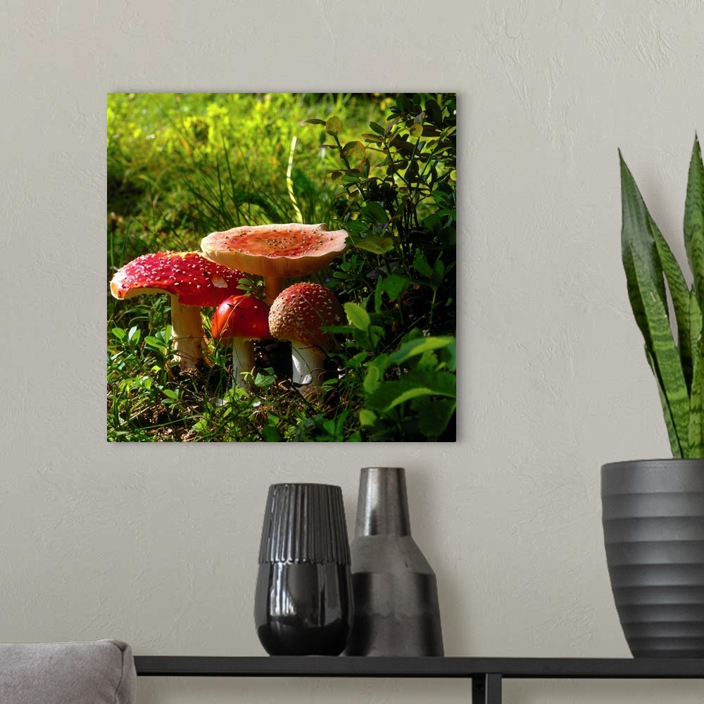 A modern room featuring Fly agaric mushroom (Amanita muscaria)