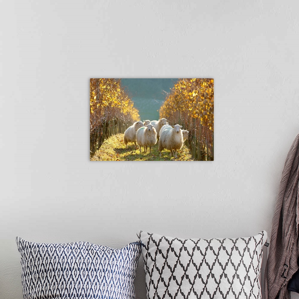 A bohemian room featuring France, Aquitaine, Sheep grazing in vineyards near Irouleguy village