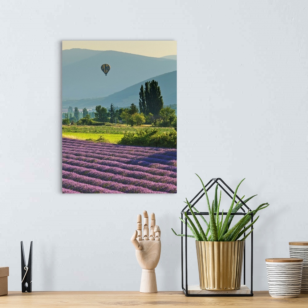 A bohemian room featuring France, Provence-Alpes-Cote d'Azur, Provence, Banon, Hot air balloon flying at sunset over lavend...
