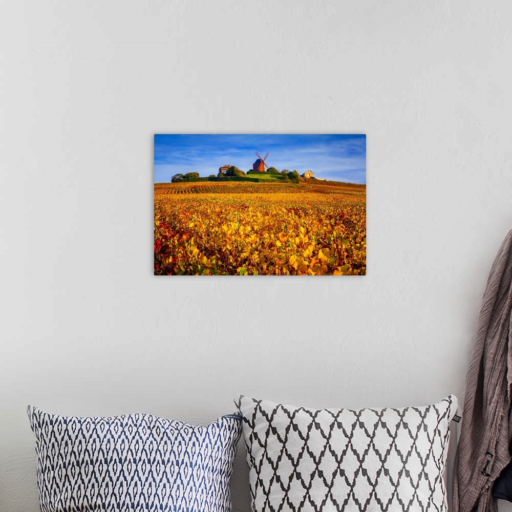 A bohemian room featuring France, Champagne-Ardenne, Champagne, Marne, Verzenay, Vineyards and windmill in autumn.