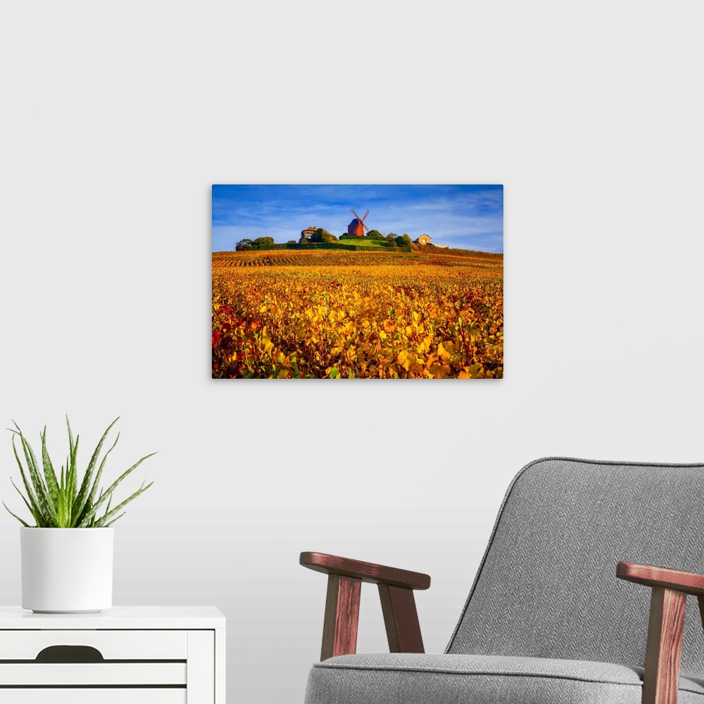 A modern room featuring France, Champagne-Ardenne, Champagne, Marne, Verzenay, Vineyards and windmill in autumn.