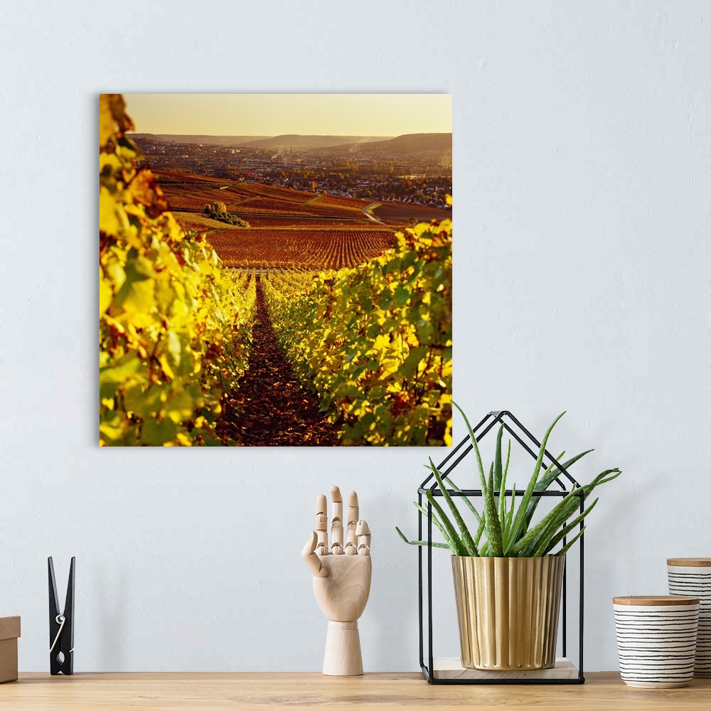 A bohemian room featuring France, Champagne-Ardenne, epernay, Champagne, Marne, Vineyards