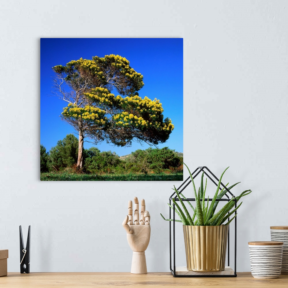 A bohemian room featuring France, Corsica, Agriates, Desert des Agriates, tree in bloom (acacia)