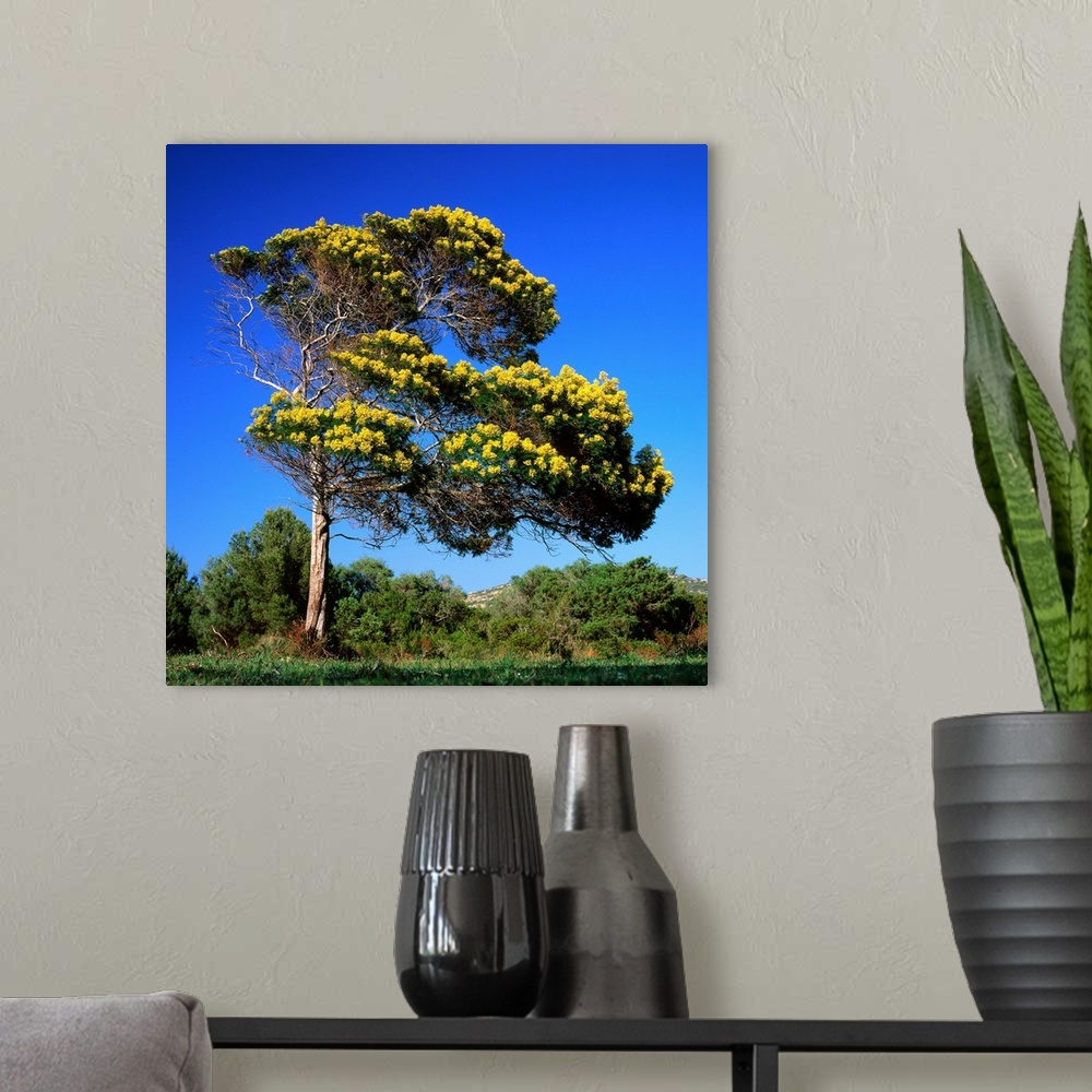 A modern room featuring France, Corsica, Agriates, Desert des Agriates, tree in bloom (acacia)