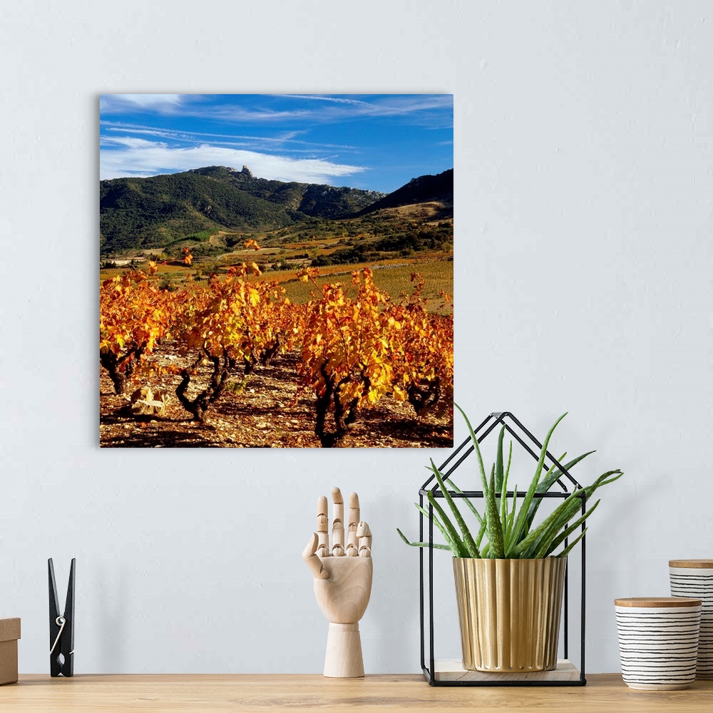 A bohemian room featuring France, Languedoc Roussillon, Pyrenees, Aude, vineyards