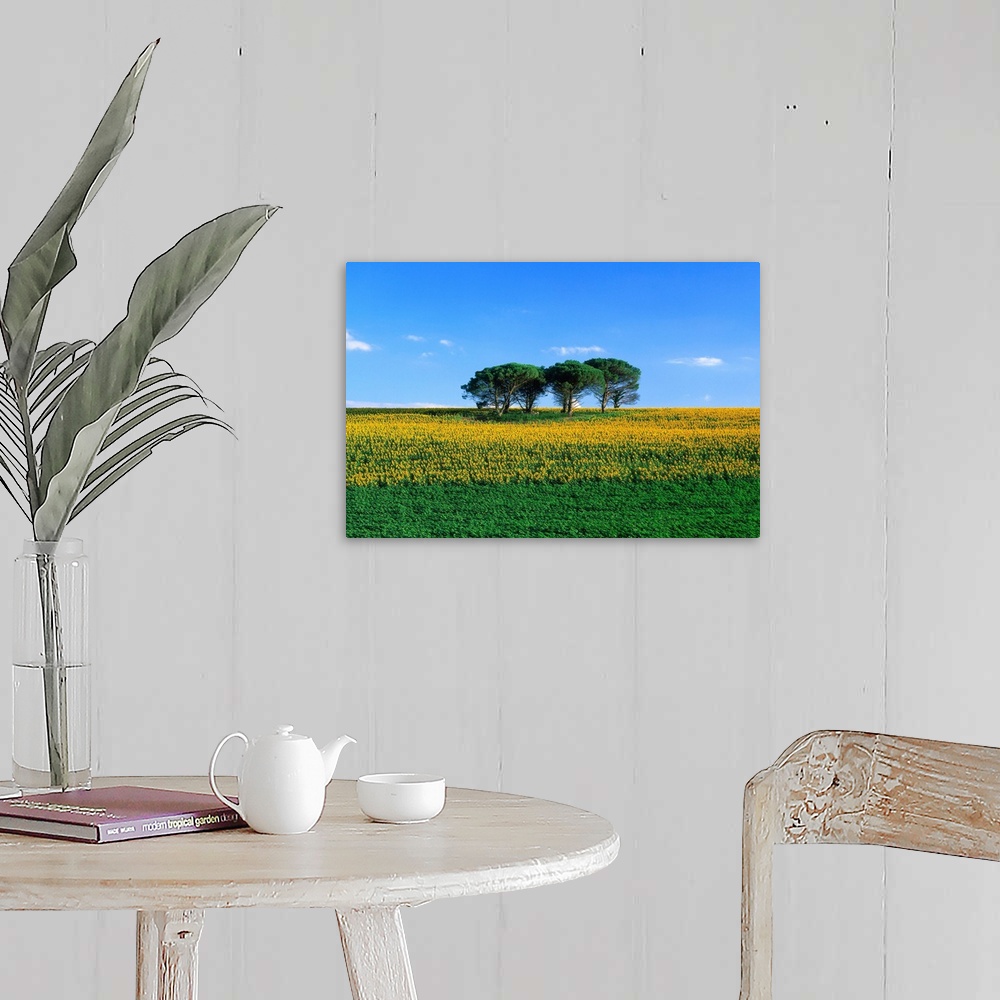 A farmhouse room featuring France, Midi-Pyrenees, Gers, sunflower field