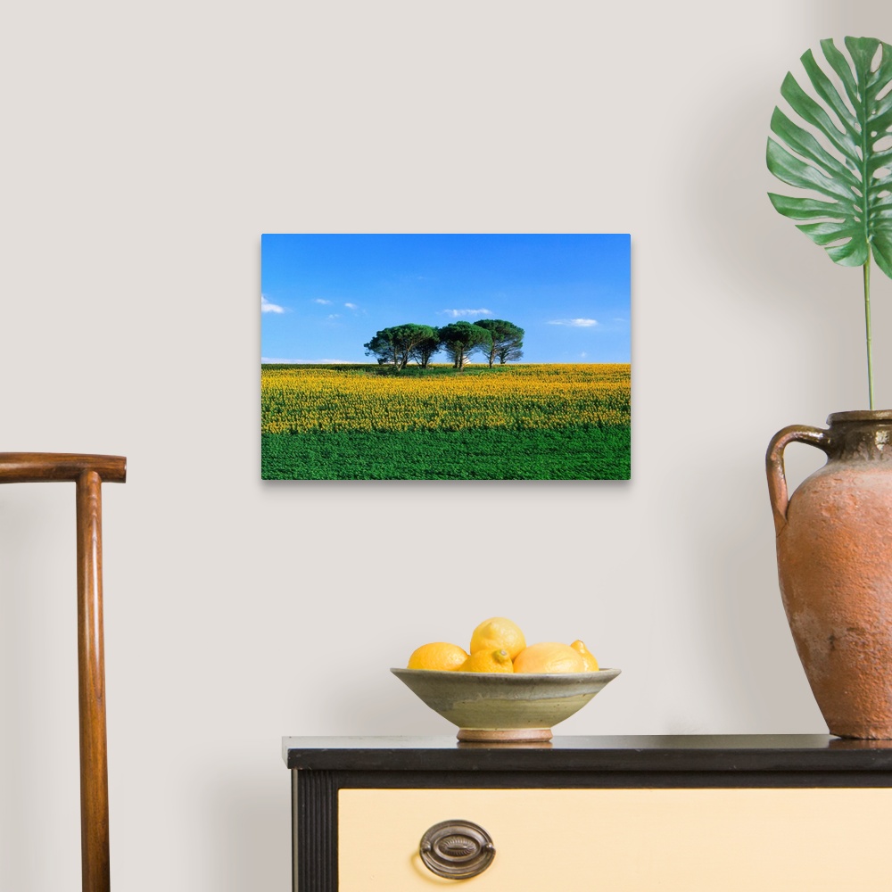 A traditional room featuring France, Midi-Pyrenees, Gers, sunflower field