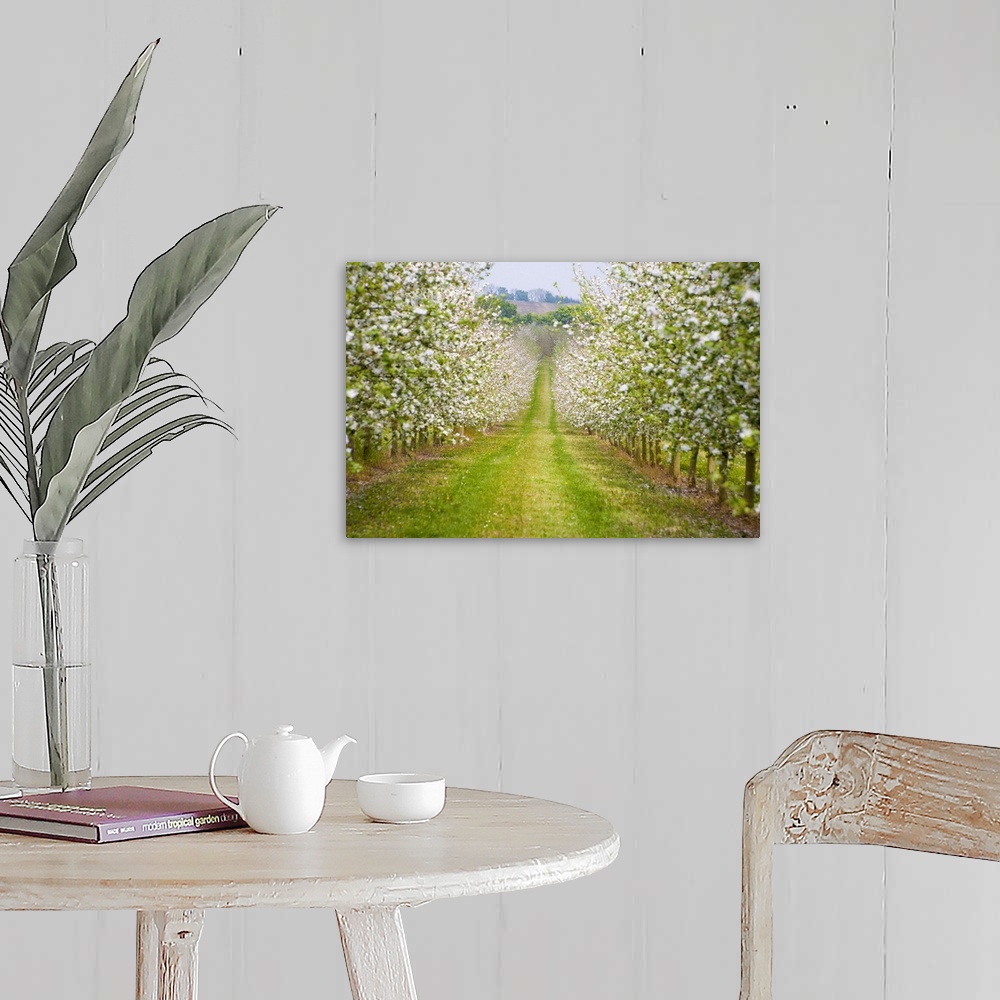 A farmhouse room featuring France, Normandy, Apple trees in full blossom in the orchard