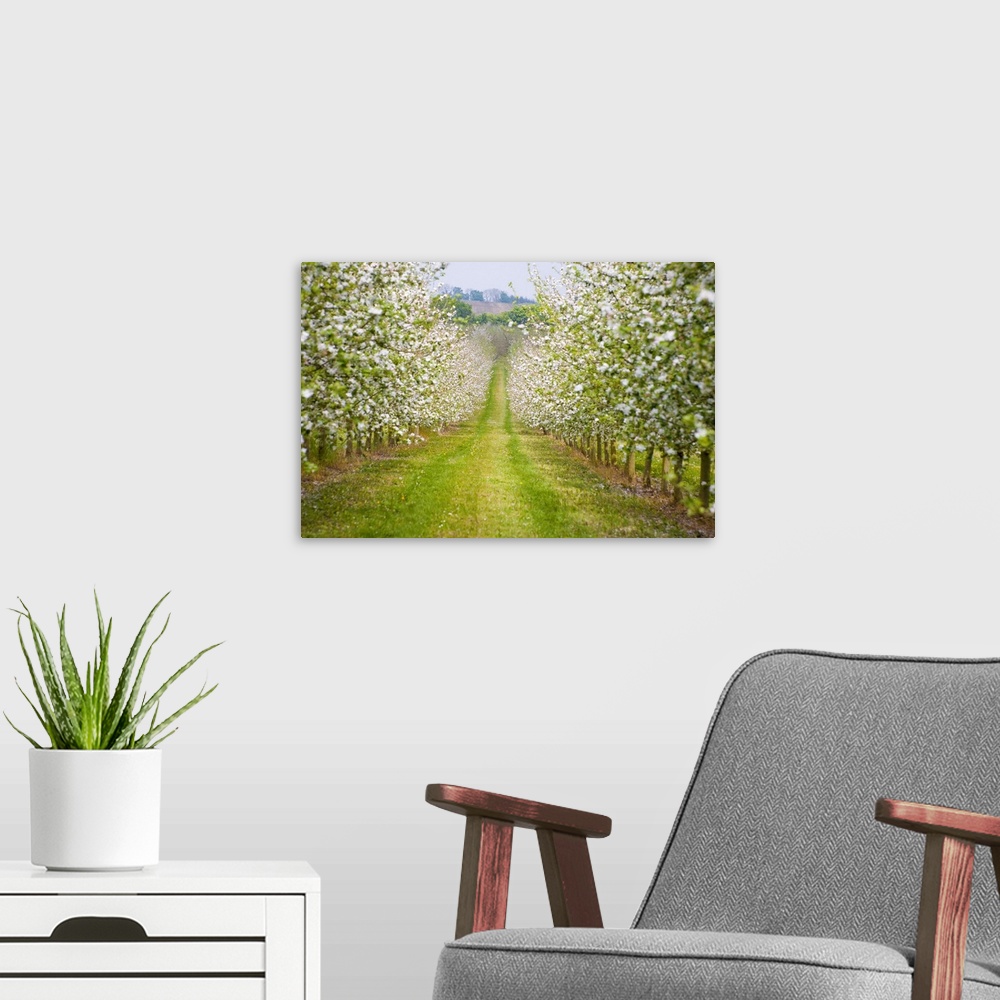 A modern room featuring France, Normandy, Apple trees in full blossom in the orchard