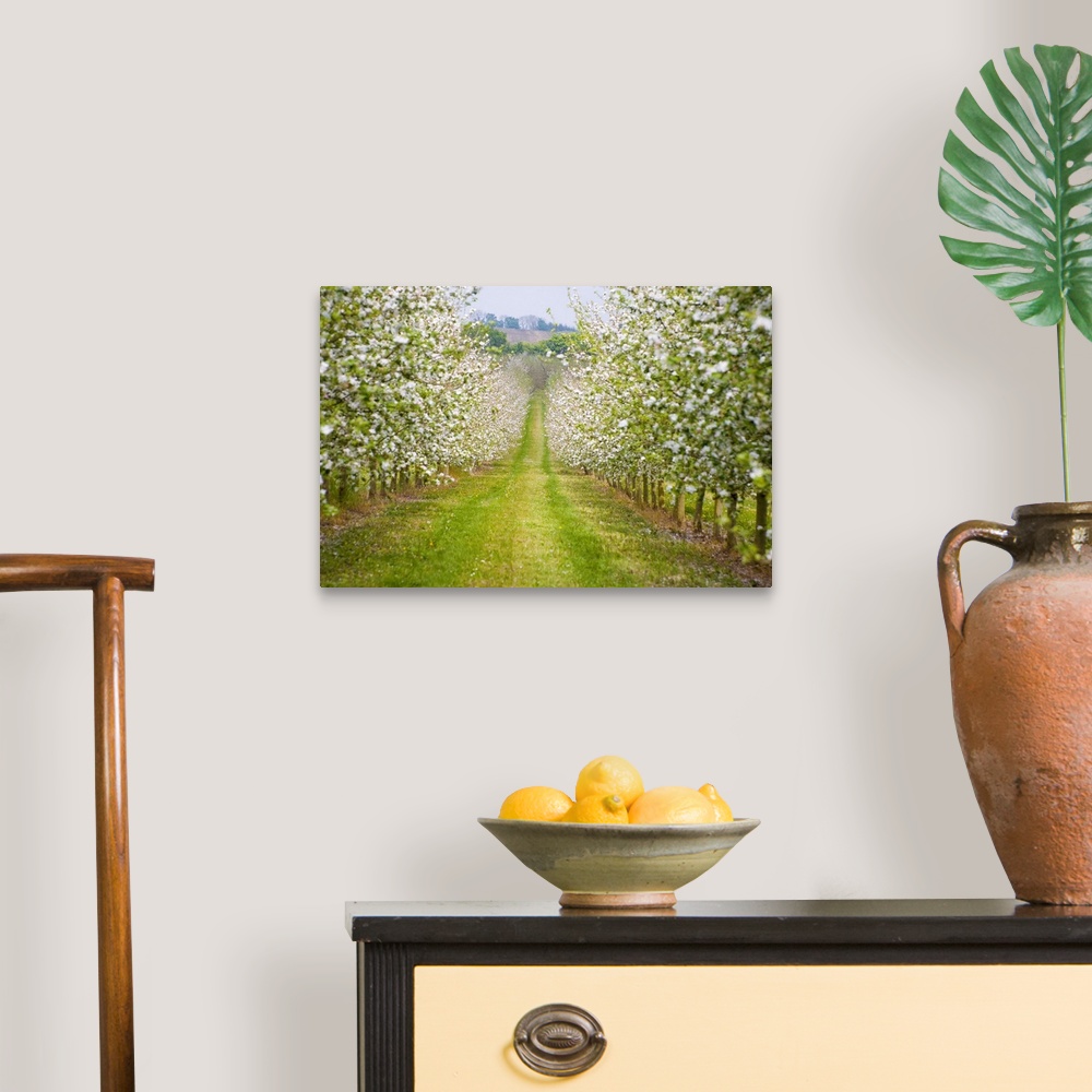 A traditional room featuring France, Normandy, Apple trees in full blossom in the orchard
