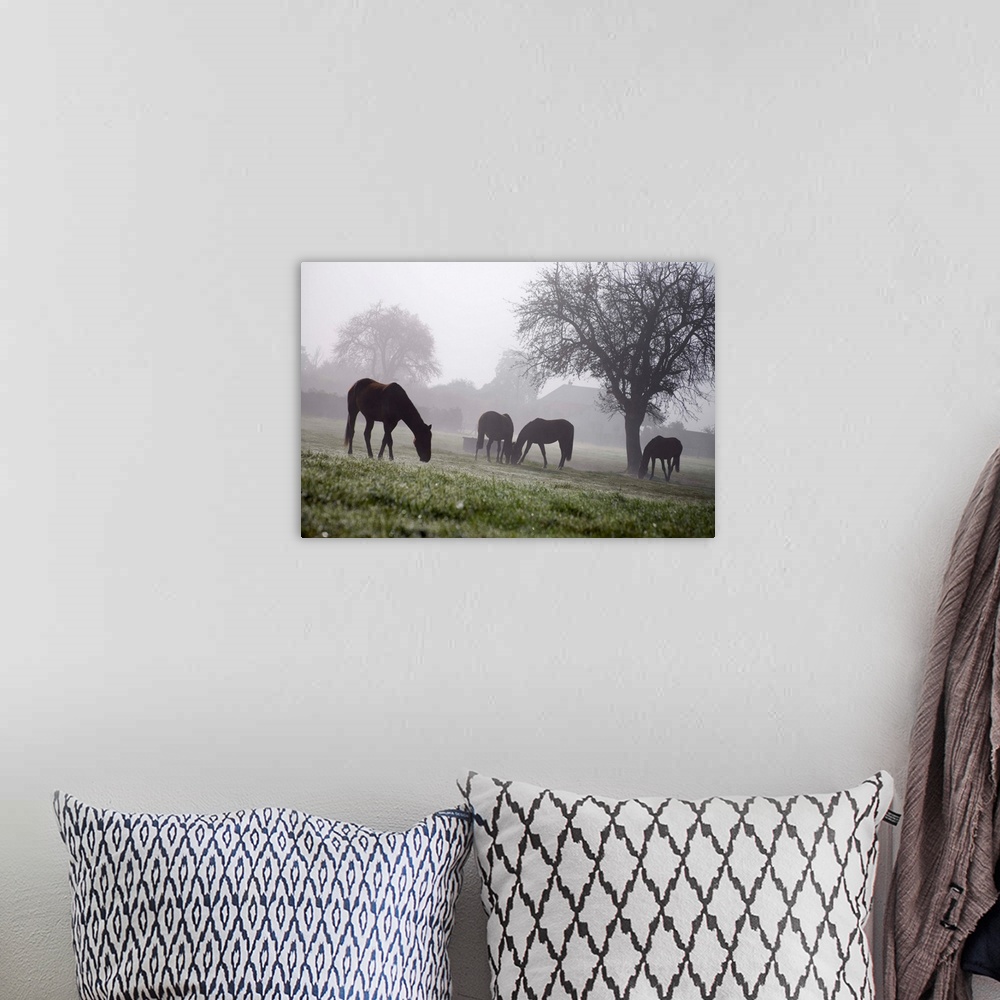 A bohemian room featuring France, Normandy, Normandie, Typicall view of horses in the fields