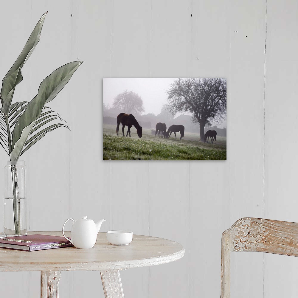 A farmhouse room featuring France, Normandy, Normandie, Typicall view of horses in the fields