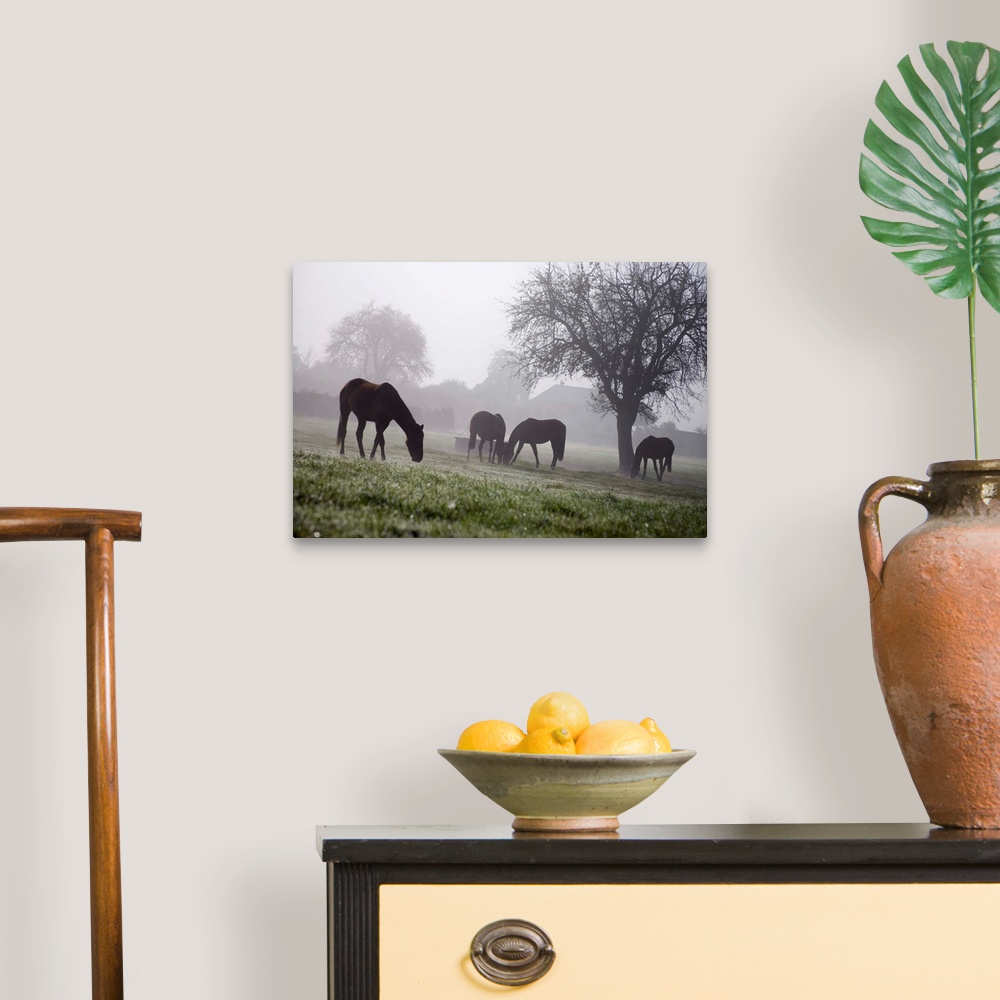 A traditional room featuring France, Normandy, Normandie, Typicall view of horses in the fields