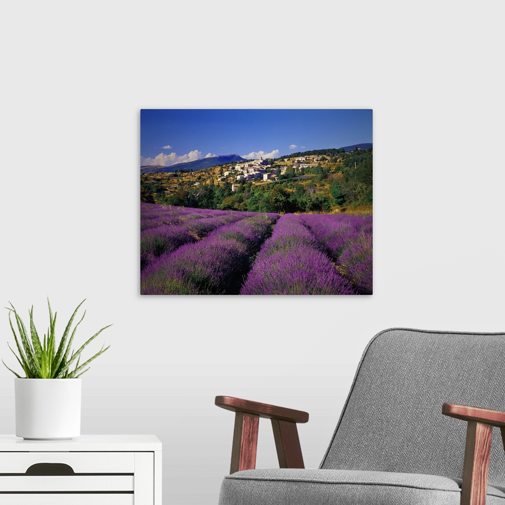 A modern room featuring France, Provence-Alpes-C..te d'Azur, Aurel, Lavender fields