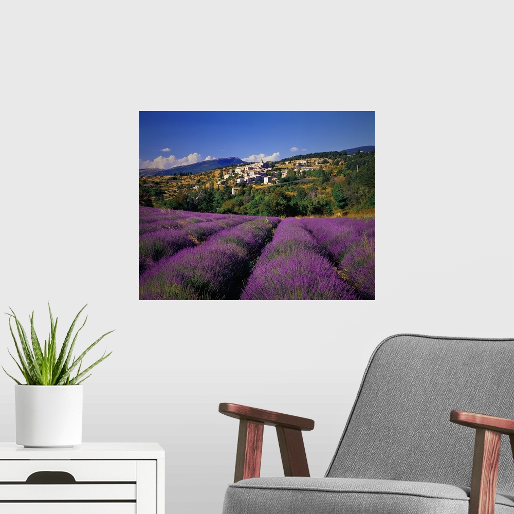 A modern room featuring France, Provence-Alpes-C..te d'Azur, Aurel, Lavender fields
