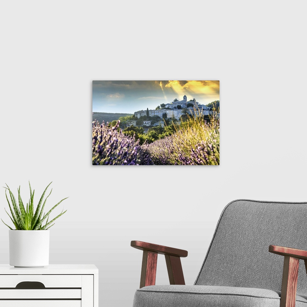 A modern room featuring France, Provence-Alpes-Cote d'Azur, Provence, Banon, Lavender field near Valensole