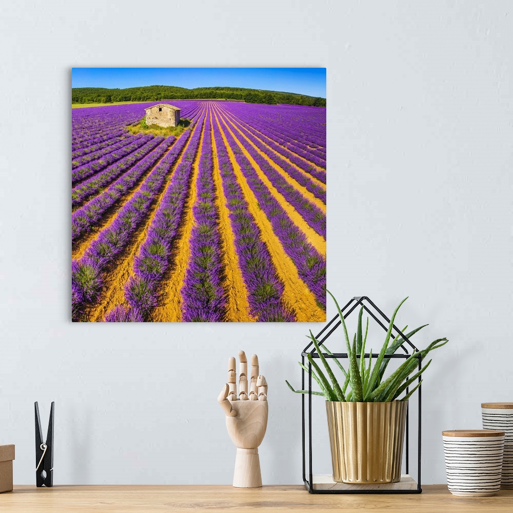 A bohemian room featuring France, Provence-Alpes-Cote d'Azur, Provence, Lavender field