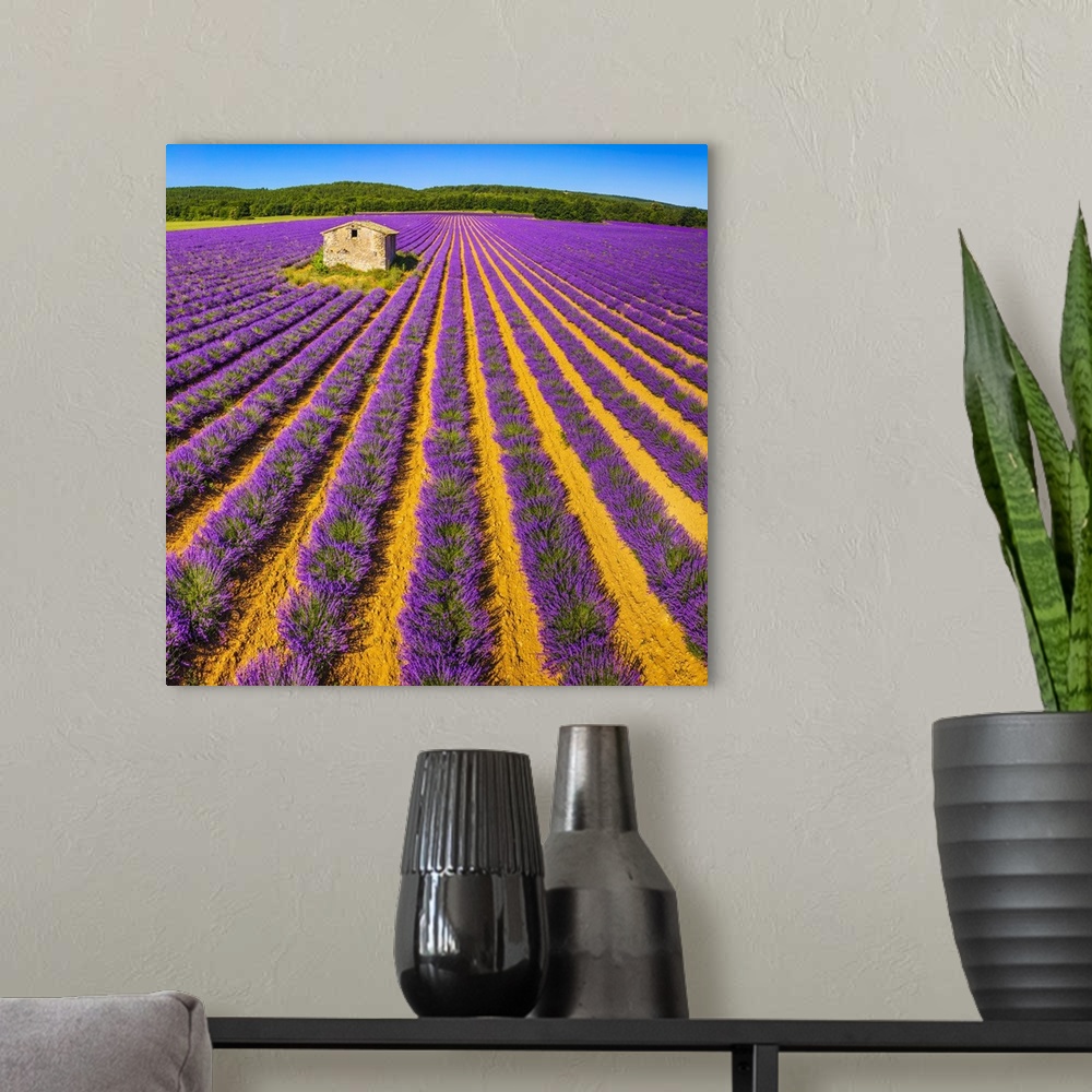 A modern room featuring France, Provence-Alpes-Cote d'Azur, Provence, Lavender field