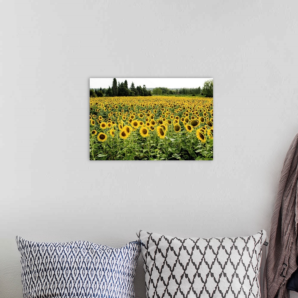 A bohemian room featuring France, Provence-Alpes-Cote d'Azur, Provence, Summer Sunflower fields