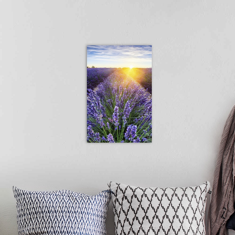 A bohemian room featuring France, Provence-Alpes-Cote d'Azur, Provence, Valensole, Lavender field at sunset, near Valensole