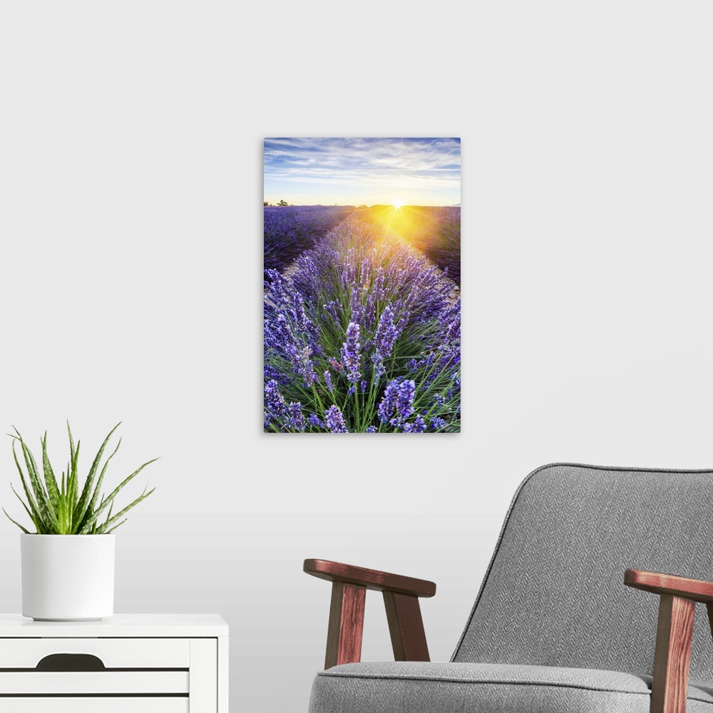 A modern room featuring France, Provence-Alpes-Cote d'Azur, Provence, Valensole, Lavender field at sunset, near Valensole