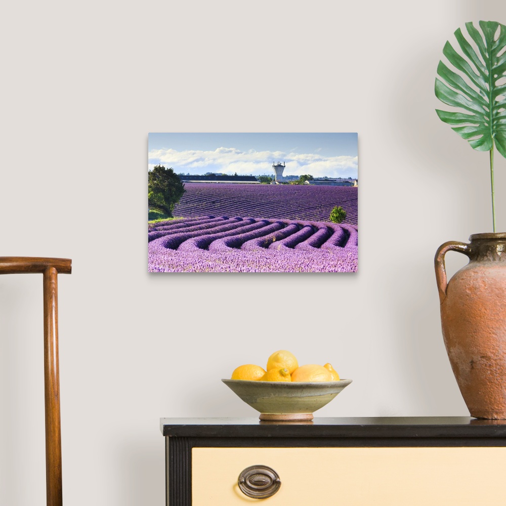 A traditional room featuring France, Provence-Alpes-Cote d'Azur, Provence, Valensole, Lavender field near Valensole