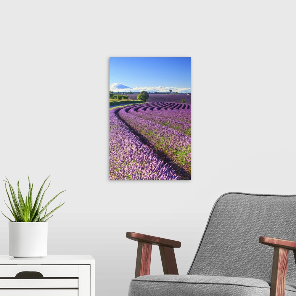 A modern room featuring France, Provence-Alpes-Cote d'Azur, Provence, Valensole, Lavender field near Valensole