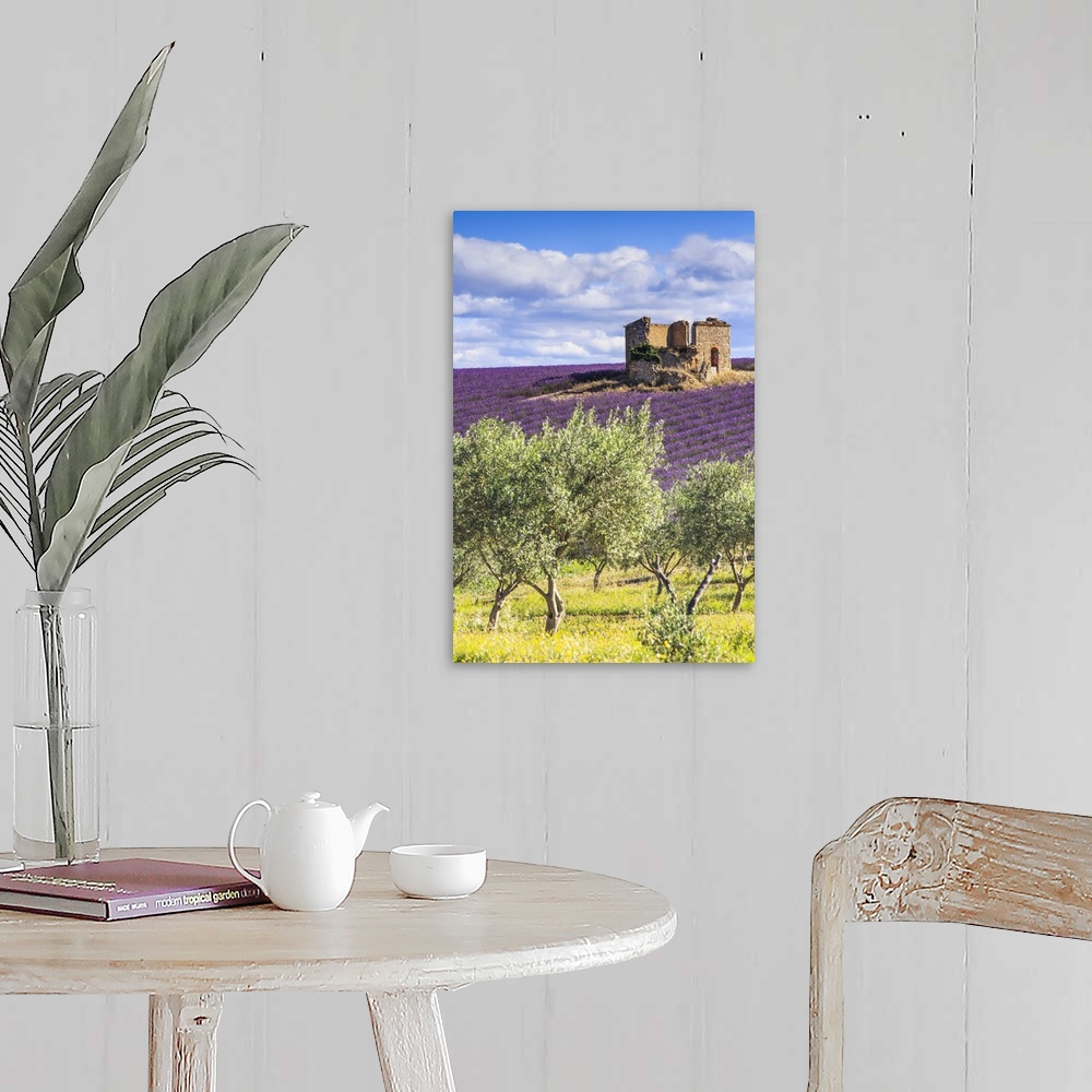 A farmhouse room featuring France, Provence-Alpes-Cote d'Azur, Provence, Valensole, Lavender field near Valensole